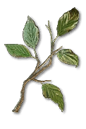 Diablo 4 Bundled Herbs icon